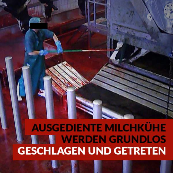 Ministerium machtlos: Tierquälerei in niedersächsischen Schlachthäusern -Videoüberwachung gescheitert 