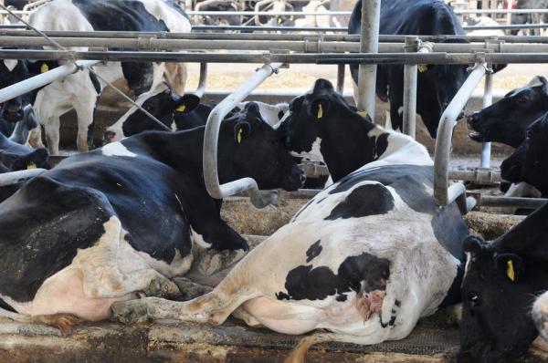 Tier-und Klimafreundliche Aktion: Am Weltmilchtag (01.06.) nur Pflanzenmilch trinken!