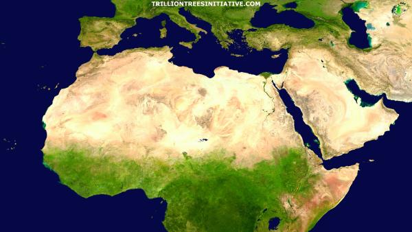 Trillion Trees Initiative für besseren Klimaschutz, Umweltschutz und Artenschutz weltweit