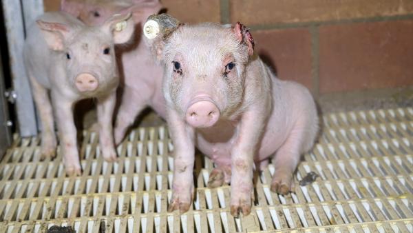 Staatsanwaltschaft Bielefeld ermittelt gegen Tönnies-Zulieferer wegen Tierquälerei