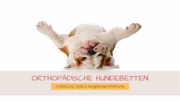 Orthopädische Hundebetten - immer weiter auf dem Vormarsch