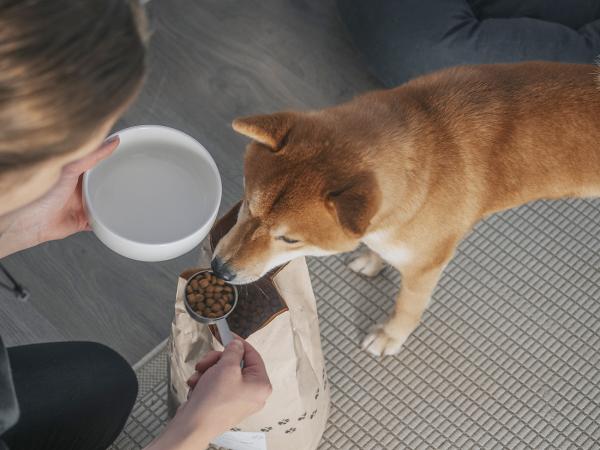 Insekten im Hunde-Futternapf - eine Tierärztin räumt mit vier Missverständnissen auf