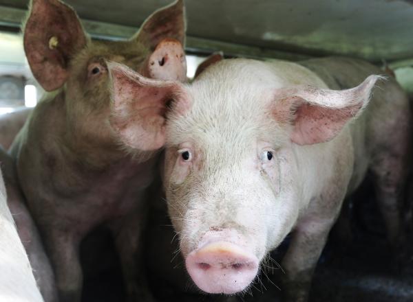 Hitzewelle: Deutsches Tierschutzbüro fordert Verbot von Lebendtiertransporten - 3,7 Mio. Tiere leiden täglich 