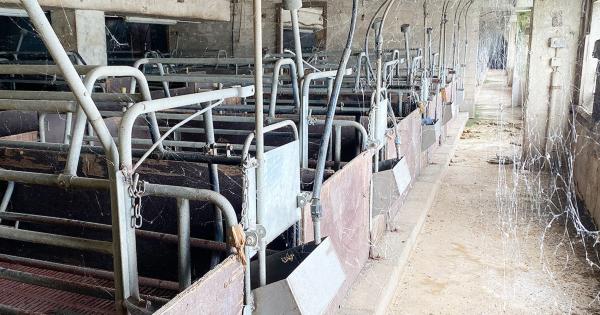 Seit 3 Jahren leer: Spinnweben im Schweinehochhaus - Deutsches Tierschutzbüro fordert Abriss 