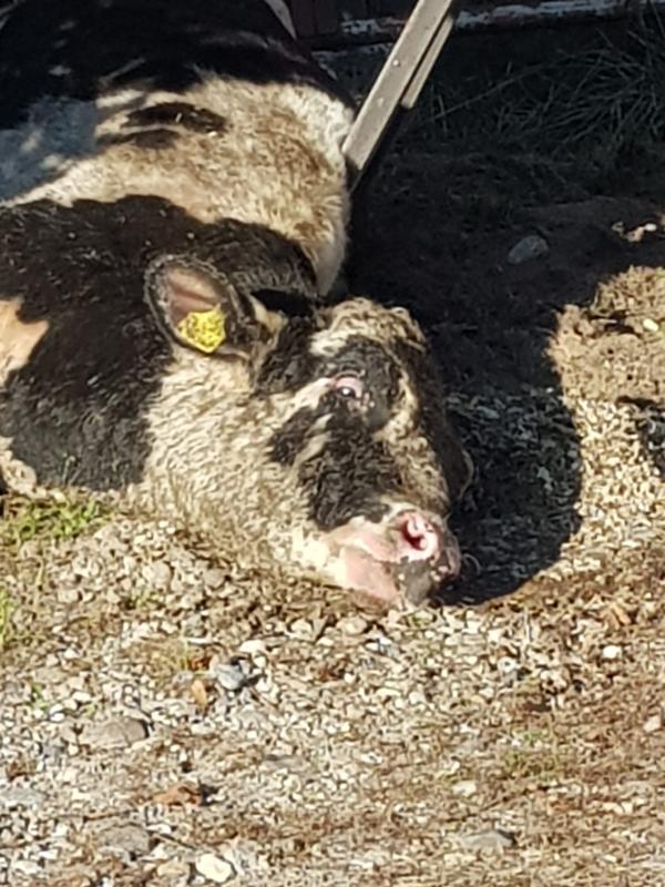 Tierquälerei in Dahmetal Liedekahle: Verletztes Rind zum Sterben an die Straße gelegt