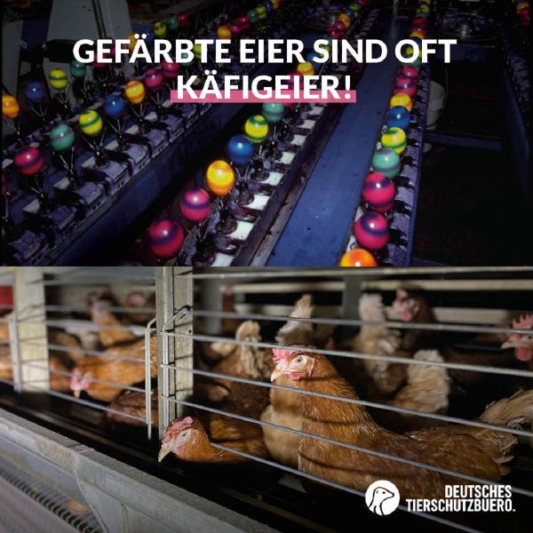 Deutsches Tierschutzbüro deckt auf: Gefärbte Ostereier kommen auch aus Käfighaltungsbetrieben 