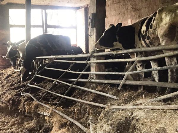 Tierquälerei im brandenburgischen Kremmen: Rinder stehen im eigenen Kot in einem heruntergekommenen Stall 