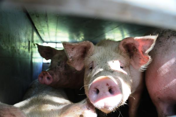 Hitzewelle: Deutsches Tierschutzbüro fordert Verbot von Lebendtiertransporten