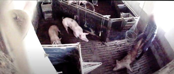 Bildmaterial belegt Misshandlung von Schweinen in 7 Westfleisch Betrieben - einer ist in Hessisch-Oldendorf