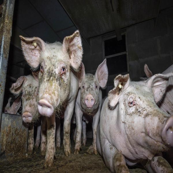 Kranke, verletzte und misshandelte Schweine: Tierquälerei bei 7 Westfleisch-Zuliefererbetrieben aufgedeckt