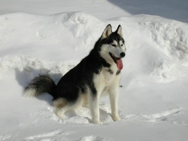 Skifahren mit Hunden