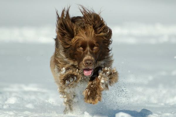 Urlaub im Schnee mit dem Hund