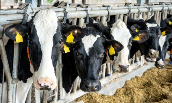 AGRAVIS trägt zur nachhaltigen Tierhaltung bei