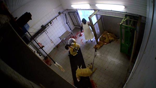 Versteckte Kameras filmen Tierquälerei in Schlachthof in Hürth bei Köln: Tiere wurden systematisch misshandelt
