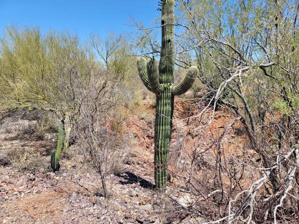 Gold und Silber: Tocvan Ventures vor potenziell transformativem Jahr in Mexiko!