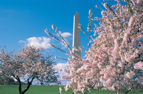 Von rosarot bis kunterbunt: Alles blüht in der Capital Region USA