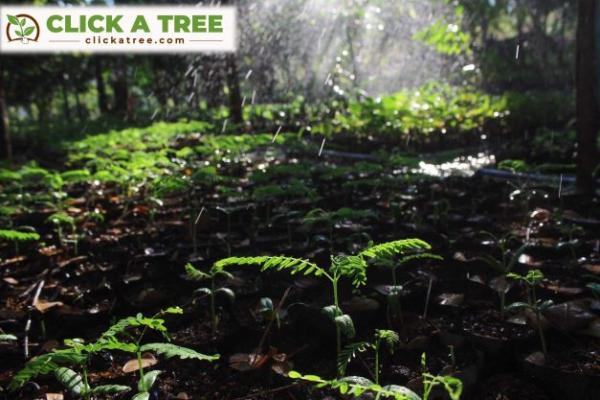 Ganzheitlich nachhaltiges Wiederaufforstungsunternehmen will im April Tausende kostenloser Bäume pflanzen