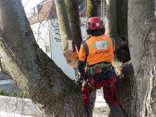 Fitnessprogramm fuer den Baum - Heissere Sommer erfordern Innovationen bei der Baumpflege