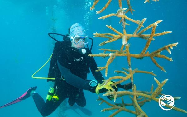 Auf den Florida Keys helfen Taucher aktiv beim Schutz der Riffe