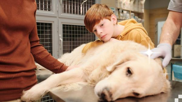 Gesunde Hunde, glückliche Besitzer