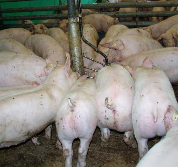 Neue Aufgaben für Tierärzte: modernes Futter&ndash; und Fütterungscontrolling im Schweinestall