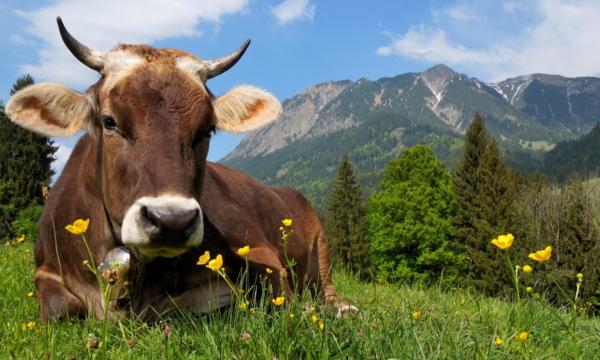 agriversa.org - Umfassende und effiziente Nutzung regenerativer Energien!