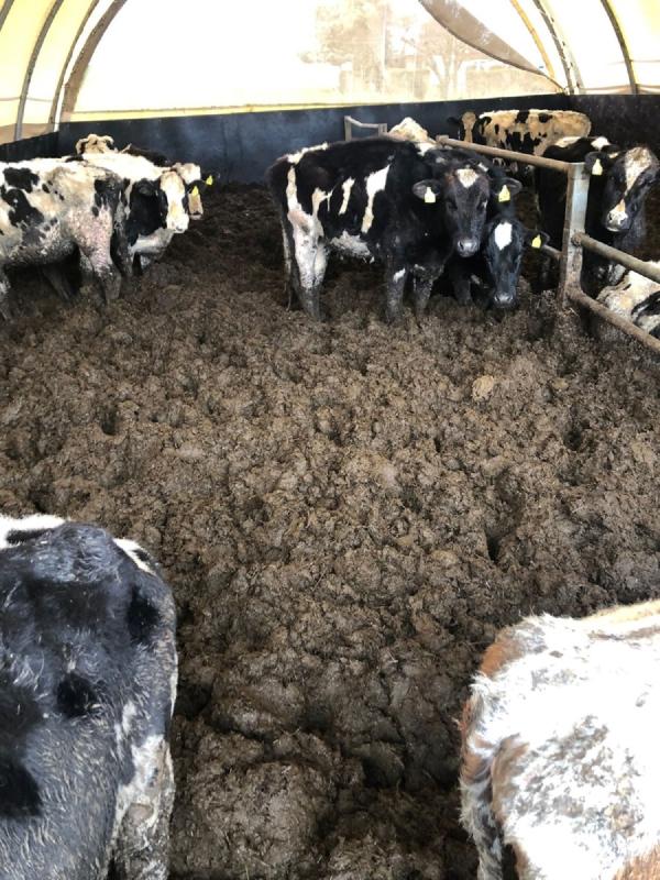 Trotz Straftaten: Staatsanwaltschaft Zwickau stellt Ermittlungen gegen Rinderbetrieb bei Callenberg ein 
