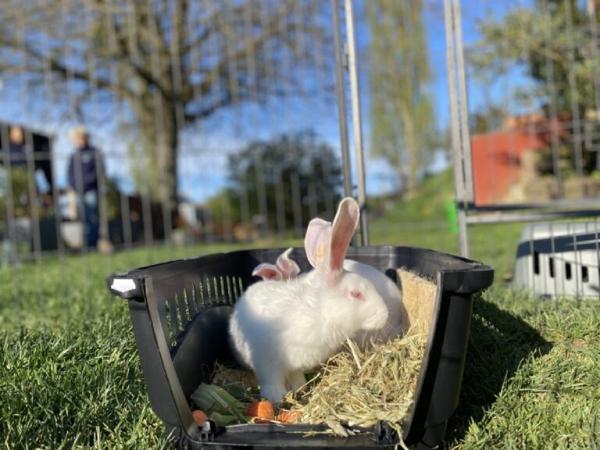 Jubiläum einer Tierrettung: Vier Kaninchen aus Zuchthölle befreit