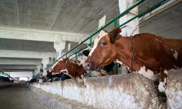 Die Anforderungen an die Milchwirtschaft in den nächsten Jahre