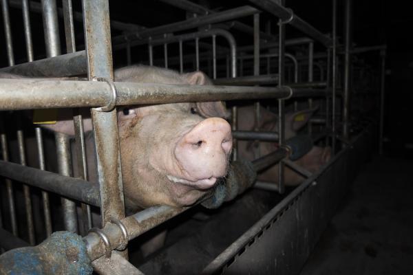 Grausame Zustände in Schweinehaltung aufgedeckt - Tierschutzbüro erstattet Strafanzeige gegen Schweinebetrieb 