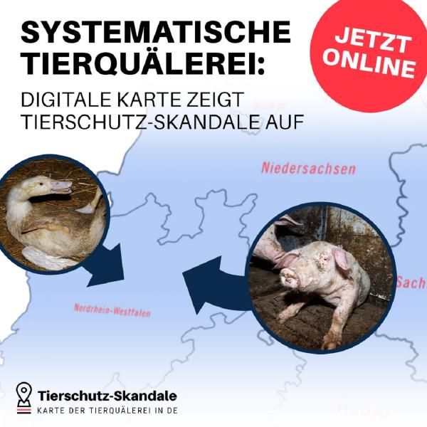 Tierrechtsorganisationen veröffentlichen Datenbank der Tierschutz-Skandale in Deutschland- Tierquälerei wird k