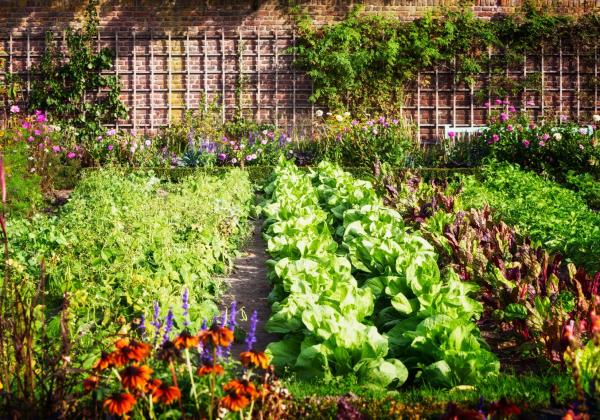 Gemüsegarten anlegen: Senol Arapi beachtet Größe, Standort und Kleinklima des eigenen Gartens