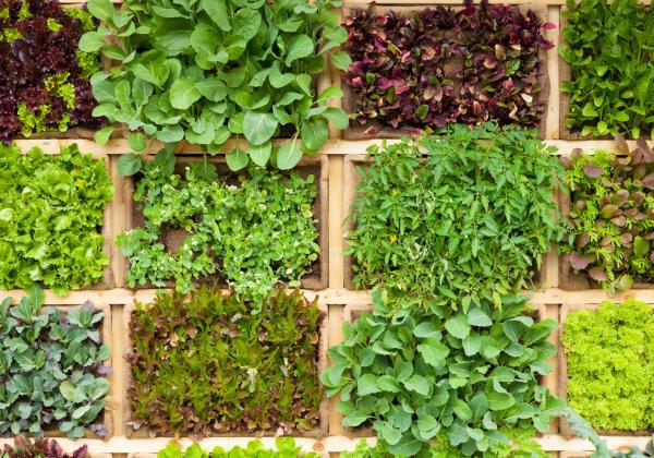 Beetflächen und Wege im Gemüsegarten planen mit Senol Arapi