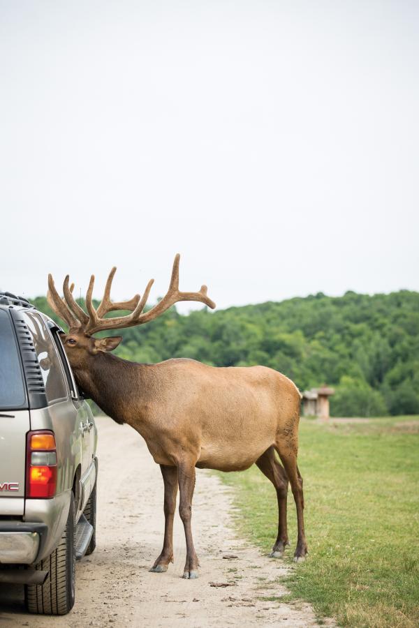 Die 5 Highlights der Wildtierbeobachtung in Kanada