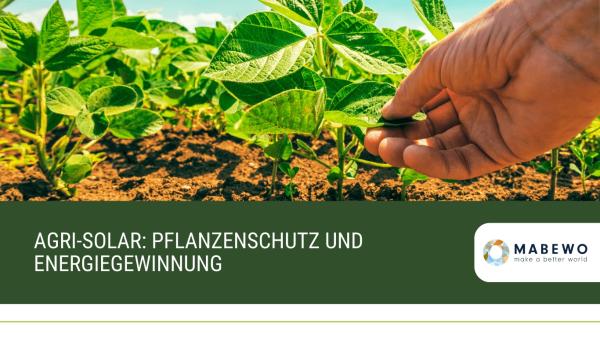 Agri-Solar: Pflanzenschutz und Energiegewinnung