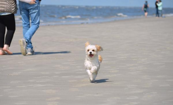 Urlaub mit Hund: Einreisebestimmungen beachten