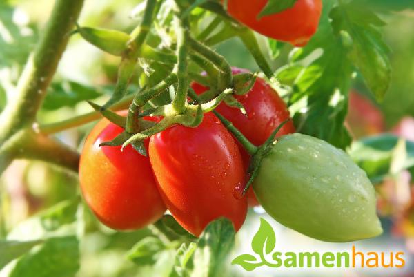 Tomaten im Garten - bewährte Sorten sind der Renner