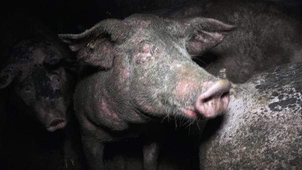 Grausame Zustände in Schweinebetrieb in Dülmen (NRW) sorgen für Aufsehen 