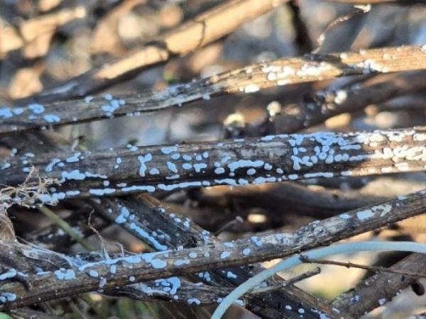 Mit Effektiven Mikroorganismen Qualität von nassem Stroh verbessern