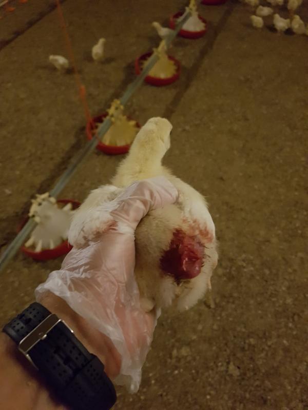 Nach Aufdeckung von Tierquälerei: Geflügelbetrieb entlässt Mitarbeitende & REWE beendet Zusammenarbeit