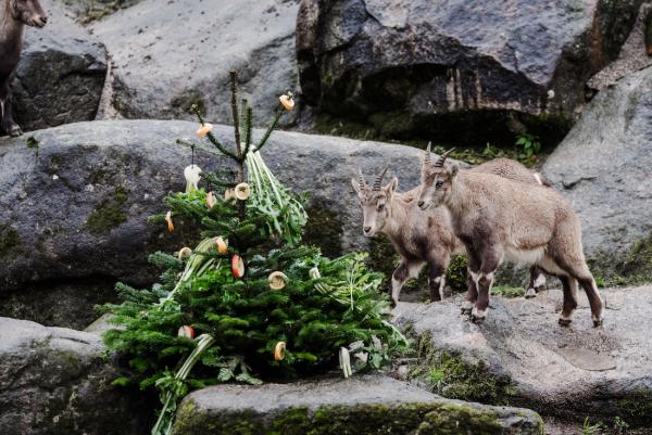Tierische Bescherung: Knuspr spendet über 200 Weihnachtsbäume an die Tierparks München und Frankfurt