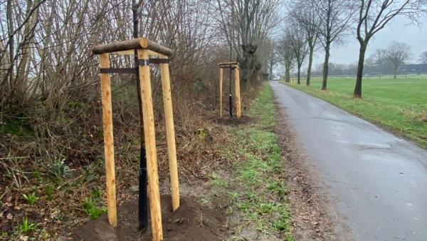 HanseWerk: Aufforstung nach Fällaktion an Gas-Hochdruckleitung - SH Netz pflanzt fast 200 heimische Laubbäume