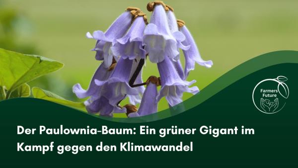 Der Paulownia-Baum: Ein grüner Gigant im Kampf gegen den Klimawandel