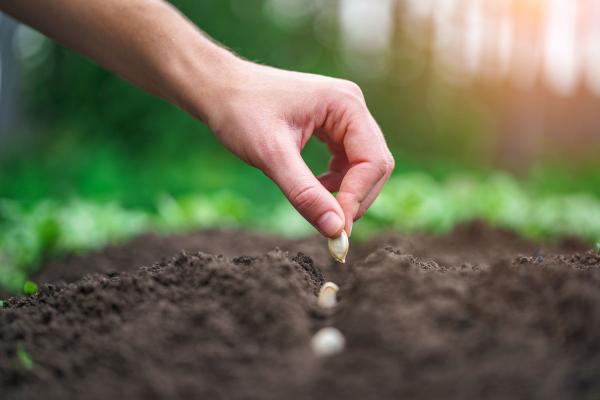 Gemüseaussaat leicht gemacht: Henry Neuhausers Tipps für einen erfolgreichen Start in den Gartensommer