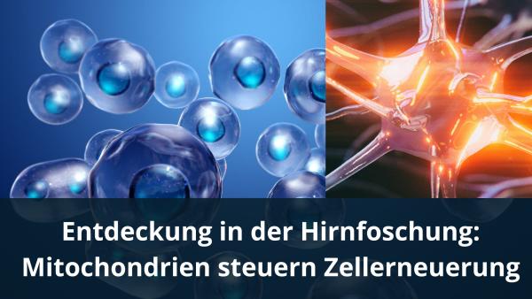 Entdeckung in der Hirnforschung: Mitochondrien steuern Zellerneuerung