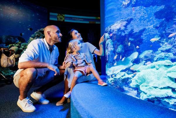 Palma Aquarium: Blick in Europas größte Korallenfarm