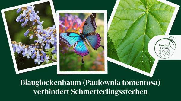 Farmers Future - Blauglockenbaum (Paulownia tomentosa) verhindert Schmetterlingssterben