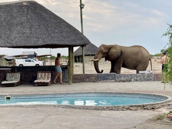 Vorfahrt für Elefanten - Botswanas tierisch guter Geheimtipp