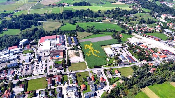 Riesiges Blumenlogo in Tittmoning: Angesäter Feuersalamander versteckt sich im Feld