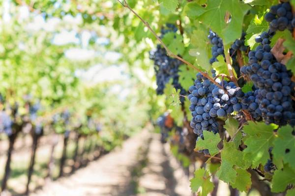 Die Auswirkungen des Klimawandels auf den Weinanbau - Herausforderungen und Chancen